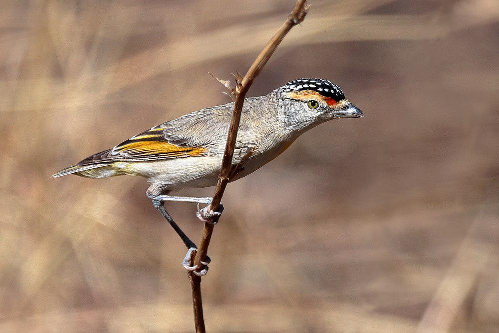 红眉食蜜鸟 / Red-browed Pardalote / Pardalotus rubricatus