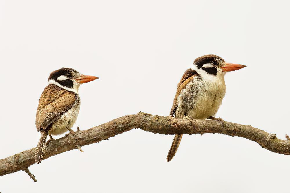 白耳蓬头䴕 / White-eared Puffbird / Nystalus chacuru