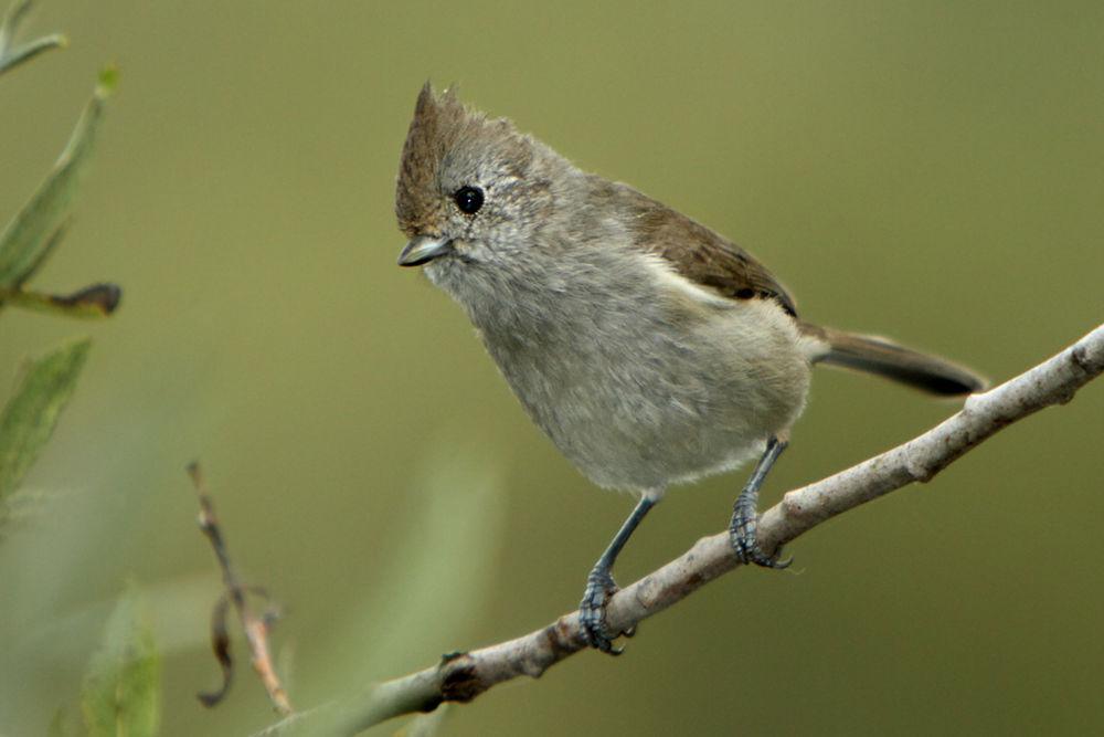 纯色冠山雀 / Oak Titmouse / Baeolophus inornatus