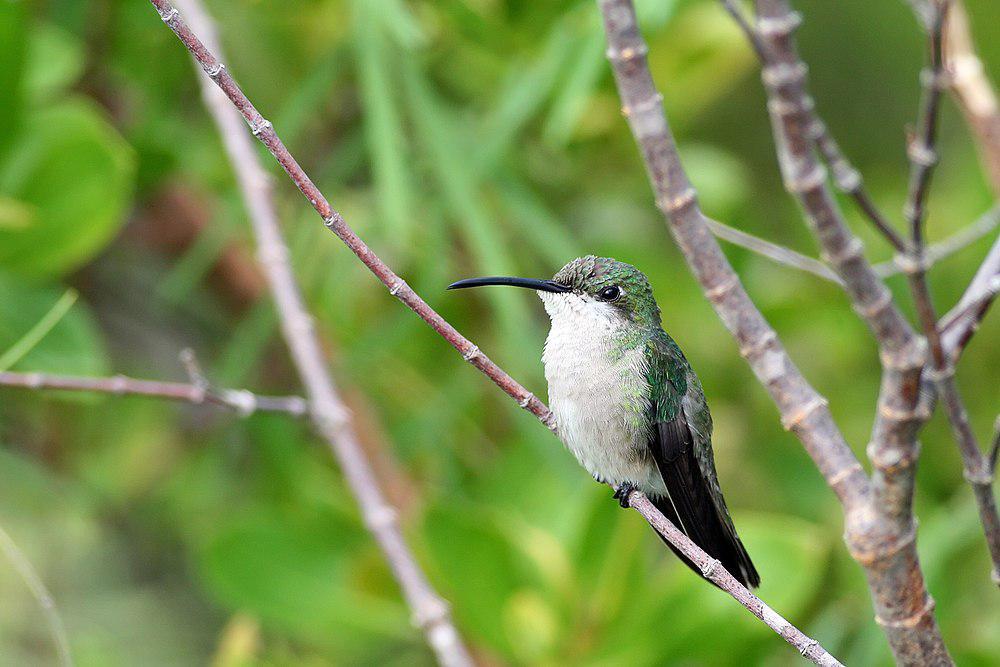 黑胸芒果蜂鸟 / Antillean Mango / Anthracothorax dominicus