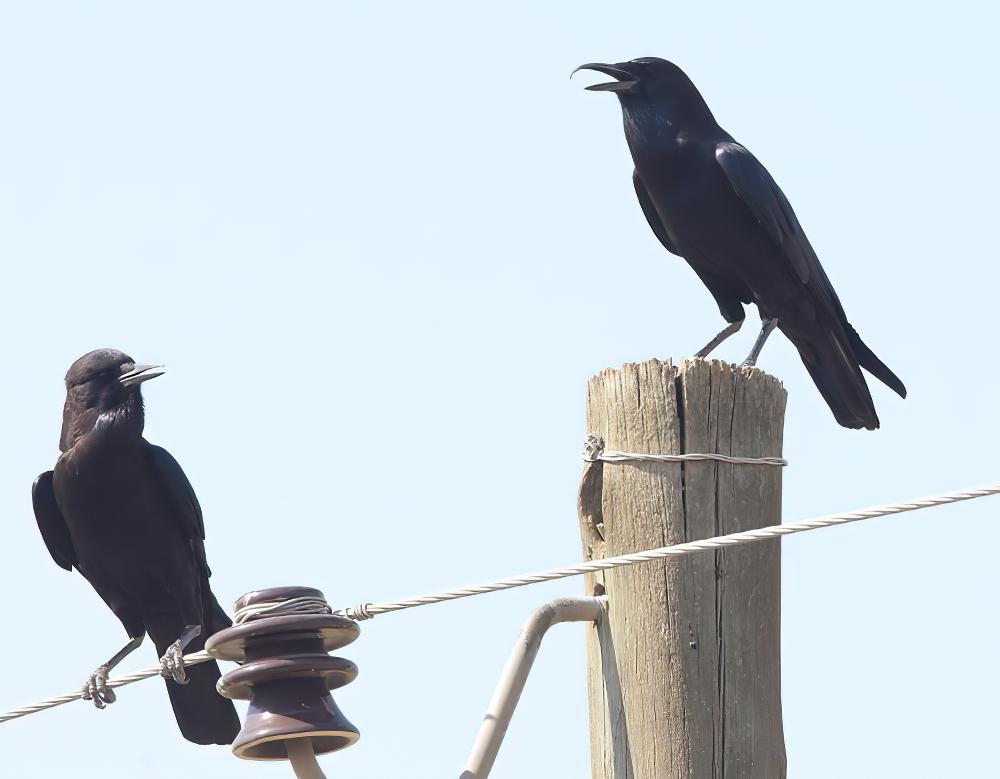 索马里鸦 / Somali Crow / Corvus edithae