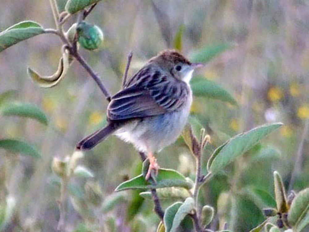 小扇尾莺 / Tiny Cisticola / Cisticola nana