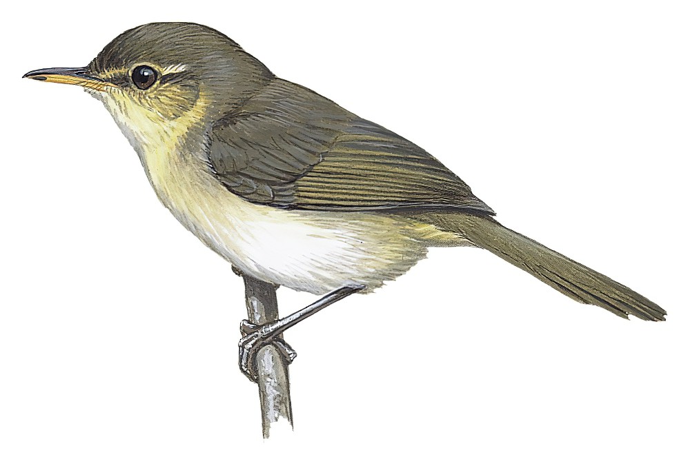 隐莺 / Cryptic Warbler / Cryptosylvicola randrianasoloi