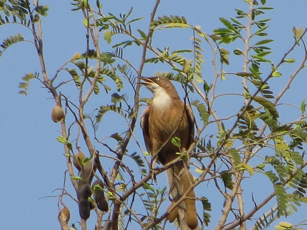 白喉鸫鹛 / White-throated Babbler / Argya gularis