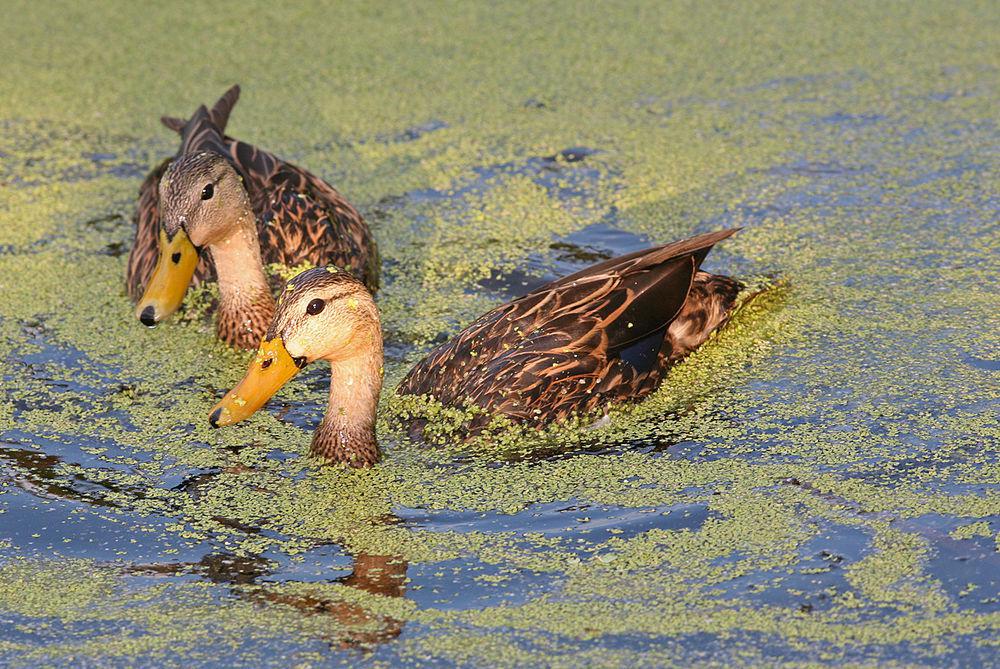 北美斑鸭 / Mottled Duck / Anas fulvigula