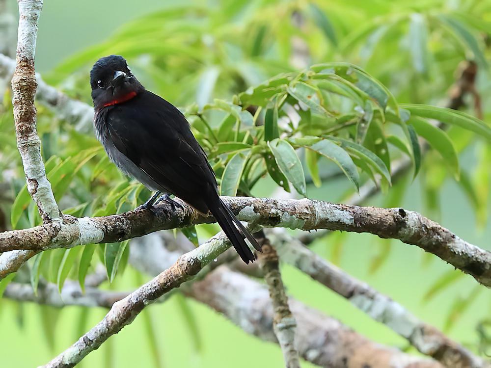 粉喉厚嘴霸鹟 / Pink-throated Becard / Pachyramphus minor