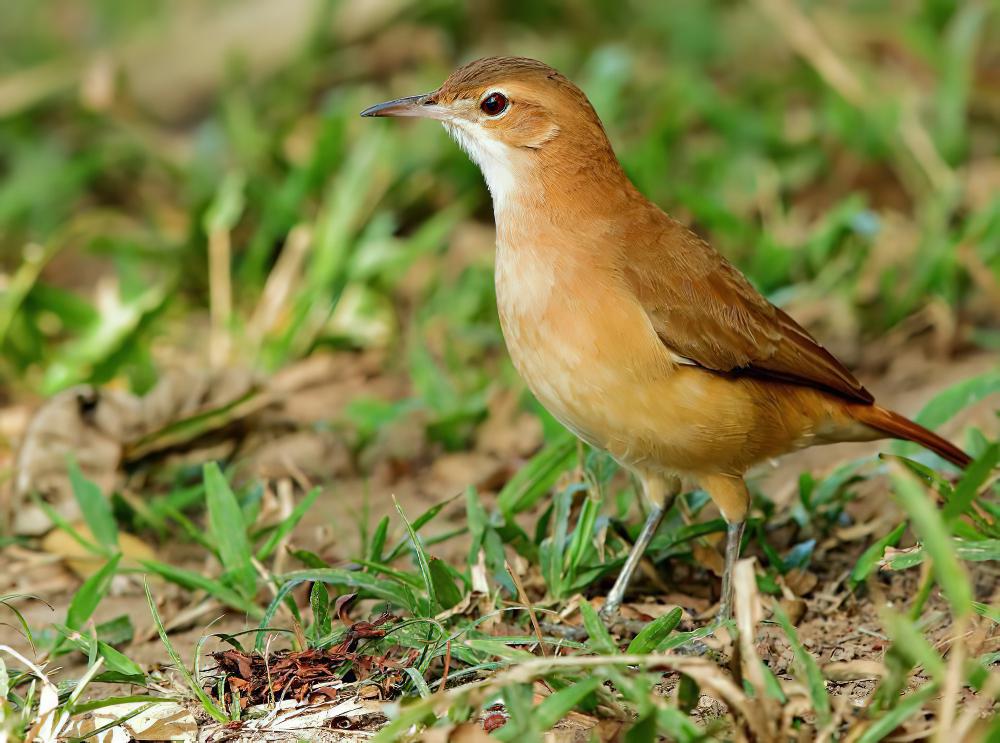 棕灶鸟 / Rufous Hornero / Furnarius rufus