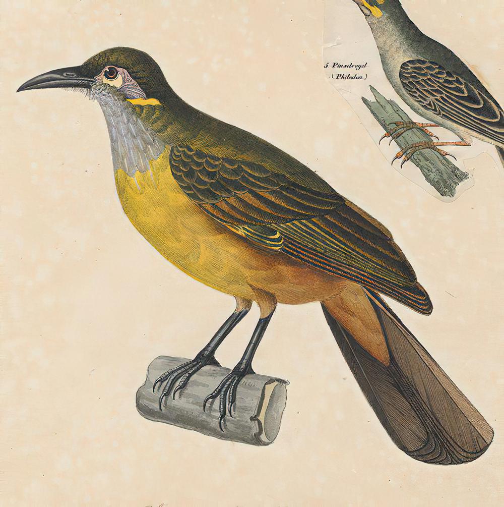 茶胸吸蜜鸟 / Tawny-breasted Honeyeater / Xanthotis flaviventer