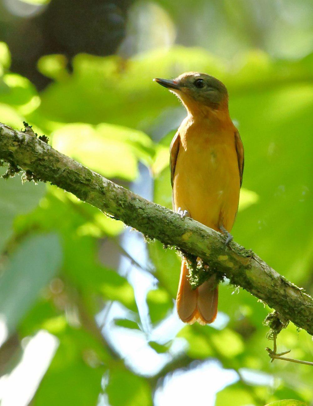 揭尾阿蒂霸鹟 / Rufous-tailed Attila / Attila phoenicurus