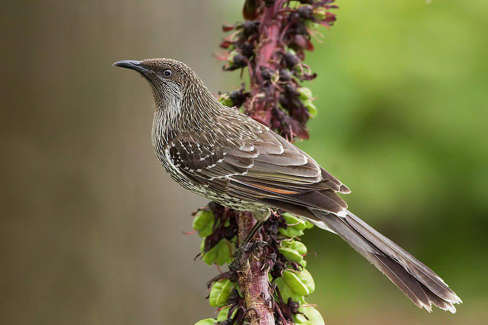 灰颊垂蜜鸟 / Little Wattlebird / Anthochaera chrysoptera