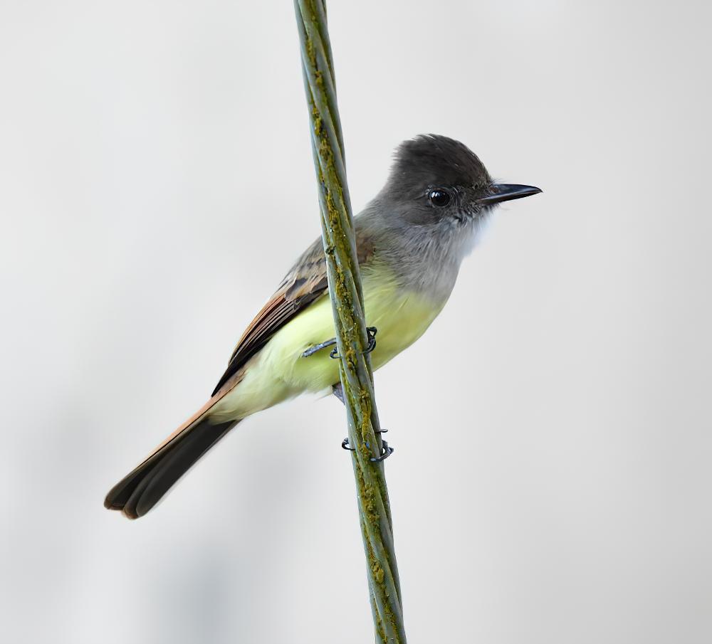 暗顶蝇霸鹟 / Dusky-capped Flycatcher / Myiarchus tuberculifer