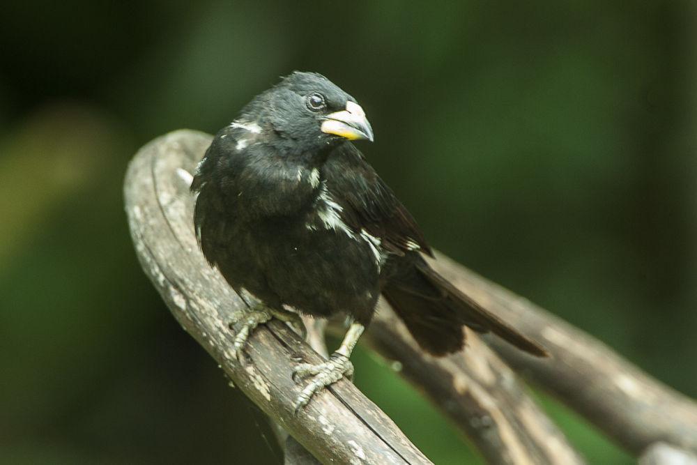 白嘴牛文鸟 / White-billed Buffalo Weaver / Bubalornis albirostris