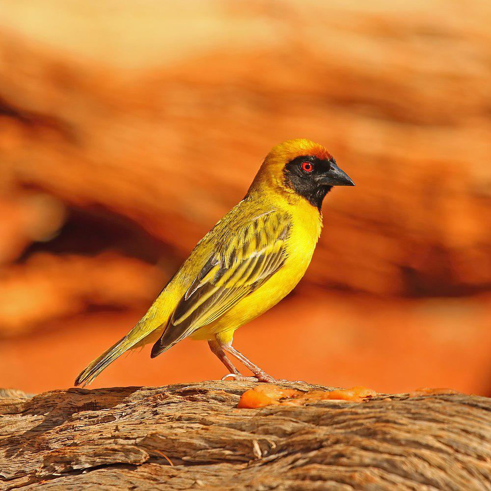 黑额织雀 / Southern Masked Weaver / Ploceus velatus