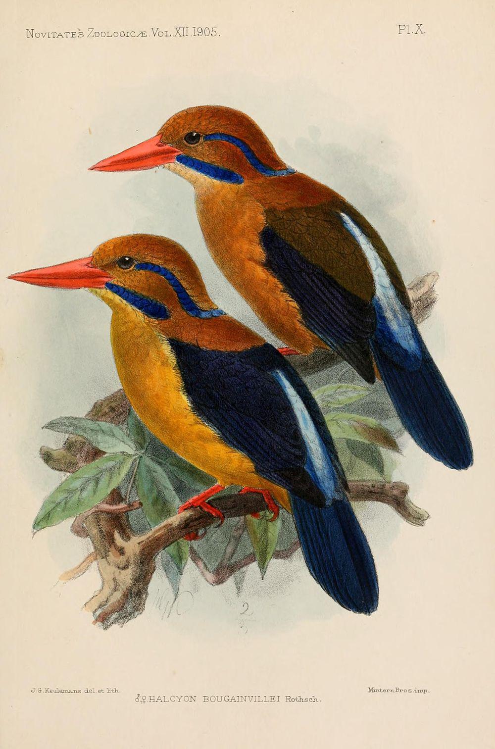 须翡翠 / Moustached Kingfisher / Actenoides bougainvillei
