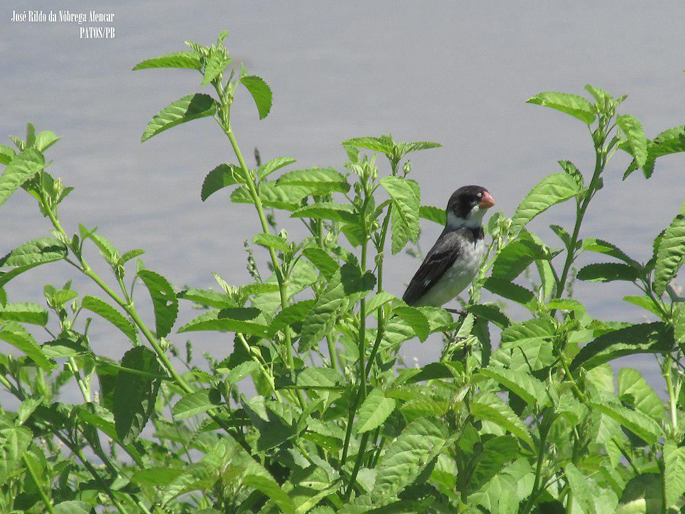 白喉食籽雀 / White-throated Seedeater / Sporophila albogularis