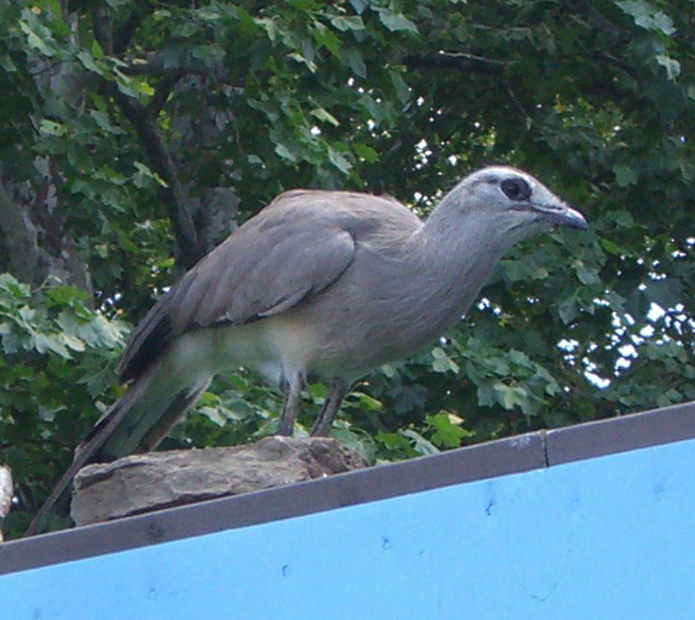 黑腿叫鹤 / Black-legged Seriema / Chunga burmeisteri