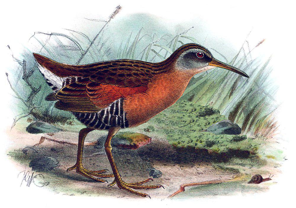 厄瓜多尔秧鸡 / Ecuadorian Rail / Rallus aequatorialis