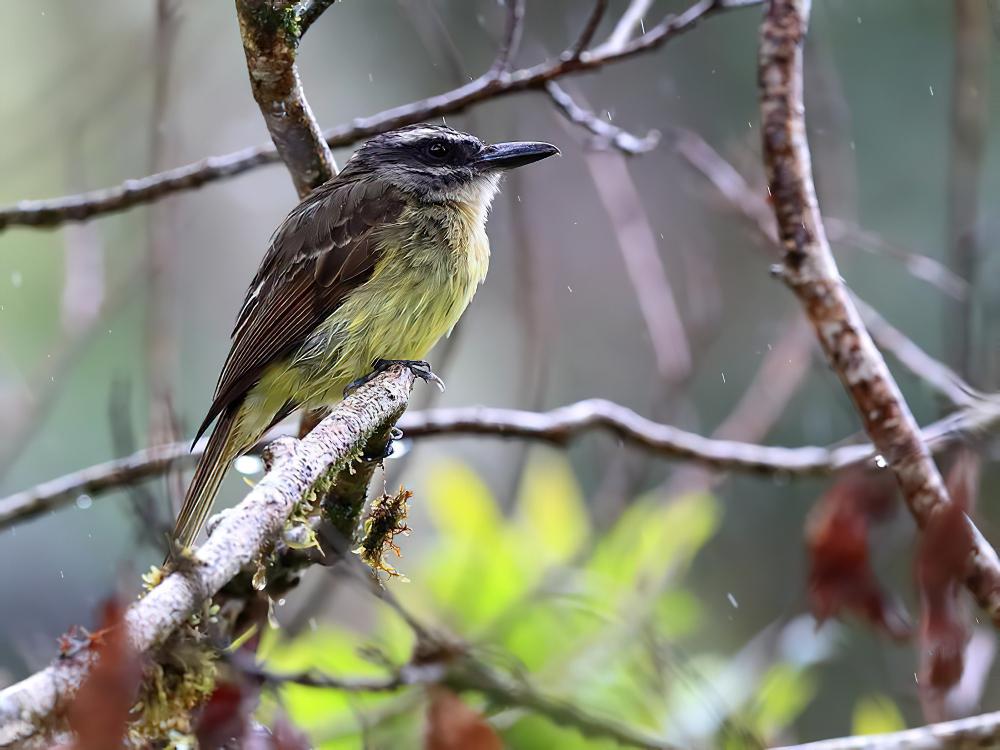 金顶大嘴霸鹟 / Golden-crowned Flycatcher / Myiodynastes chrysocephalus