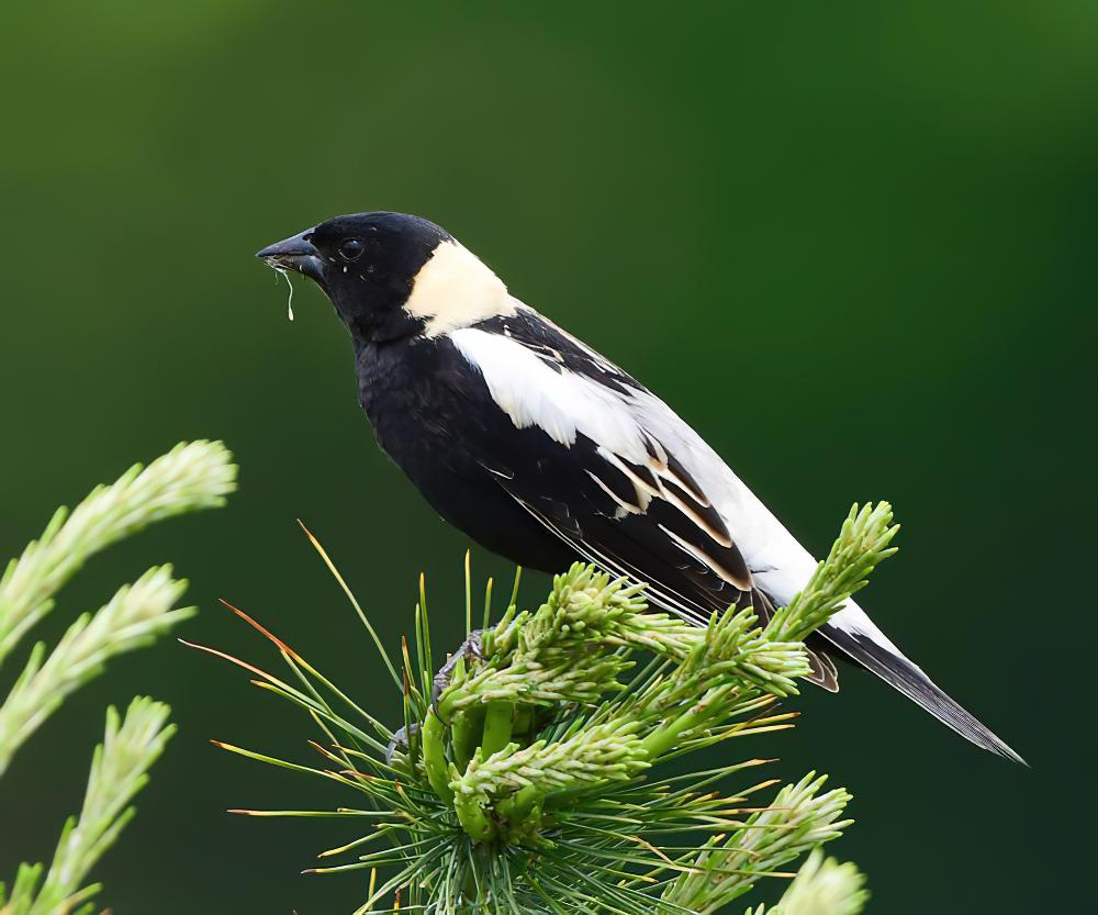 刺歌雀 / Bobolink / Dolichonyx oryzivorus