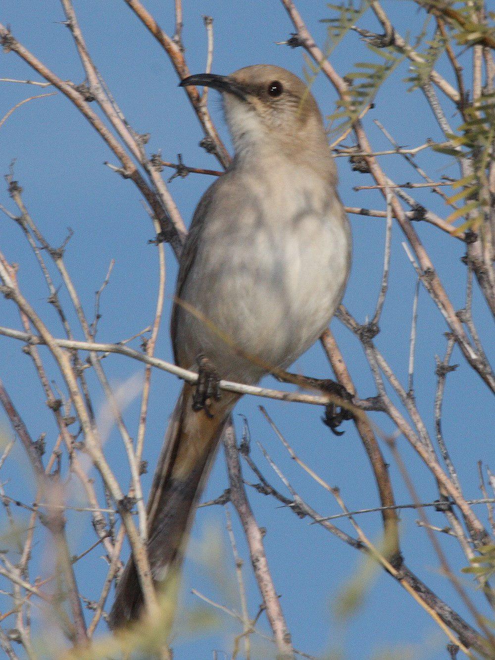 勒氏弯嘴嘲鸫 / LeConte\'s Thrasher / Toxostoma lecontei