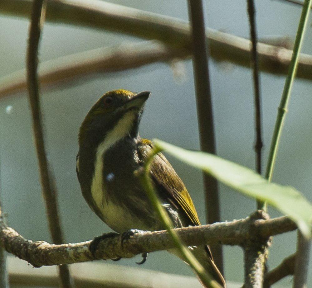 绿背锯齿啄花鸟 / Olive-backed Flowerpecker / Prionochilus olivaceus