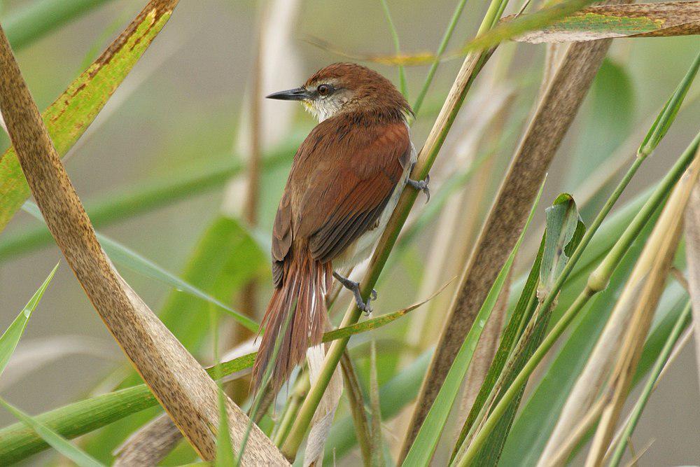 黄颏针尾雀 / Yellow-chinned Spinetail / Certhiaxis cinnamomeus