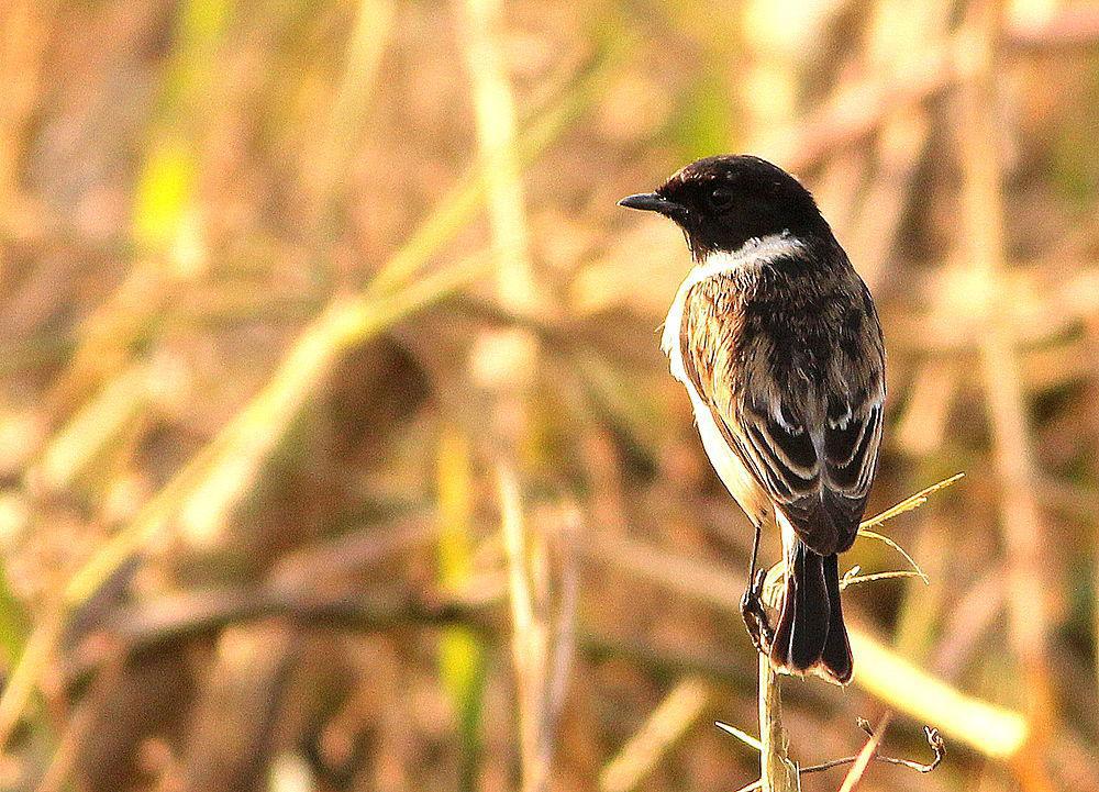 白尾石䳭 / White-tailed Stonechat / Saxicola leucurus