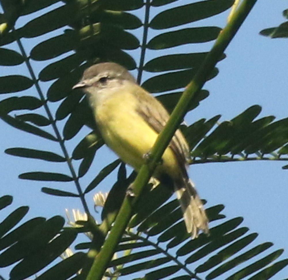 乌头小霸鹟 / Sooty-headed Tyrannulet / Phyllomyias griseiceps