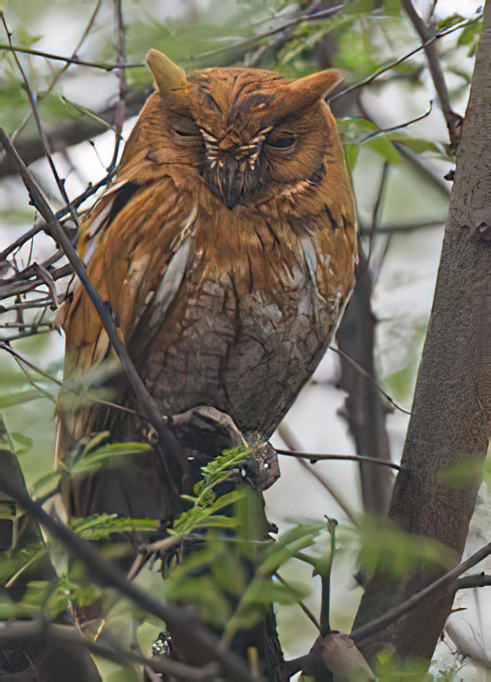 北领角鸮 / Japanese Scops Owl / Otus semitorques