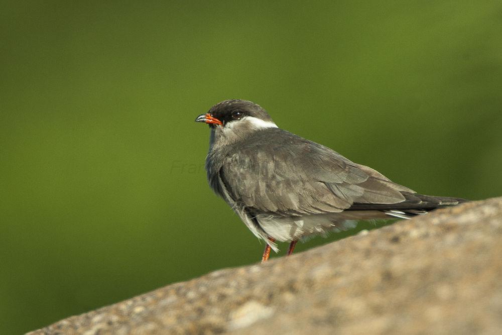 乌燕鸻 / Rock Pratincole / Glareola nuchalis