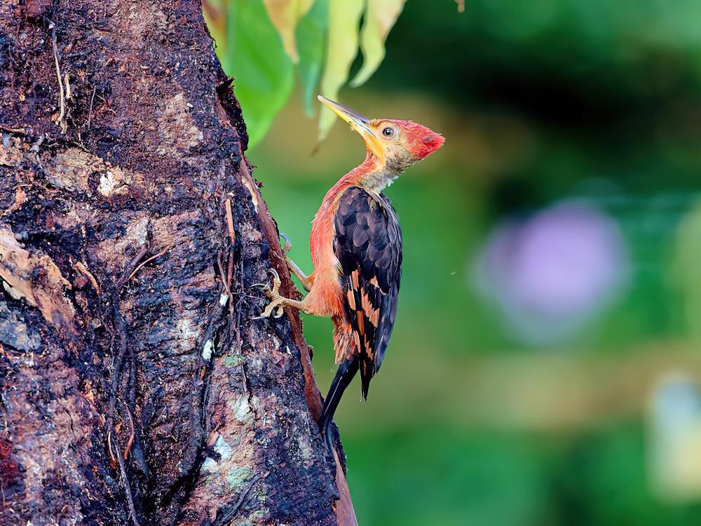 橙背啄木鸟 / Orange-backed Woodpecker / Reinwardtipicus validus