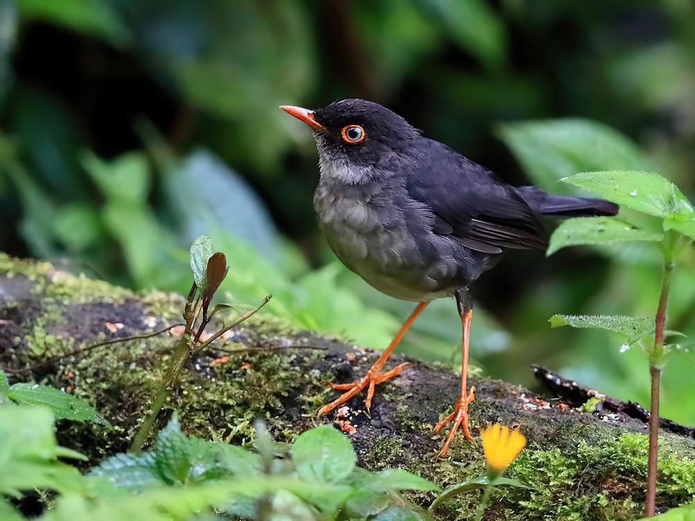 灰背夜鸫 / Slaty-backed Nightingale-Thrush / Catharus fuscater