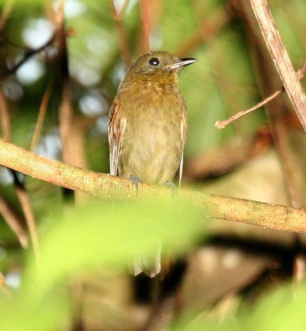 北希夫霸鹟 / Northern Schiffornis / Schiffornis veraepacis