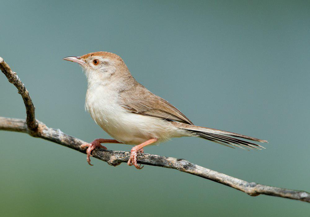 棕额山鹪莺 / Rufous-fronted Prinia / Prinia buchanani