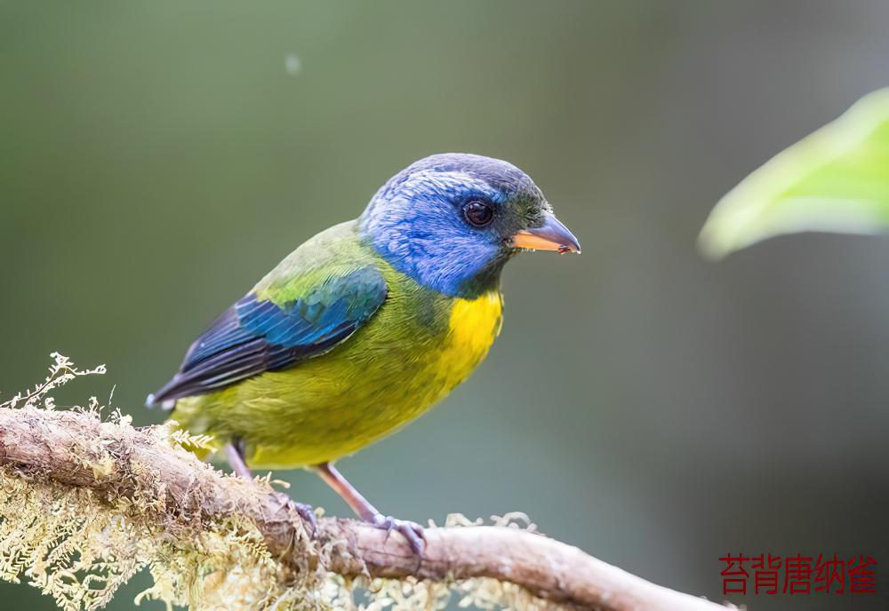 苔背唐纳雀 / Moss-backed Tanager / Bangsia edwardsi