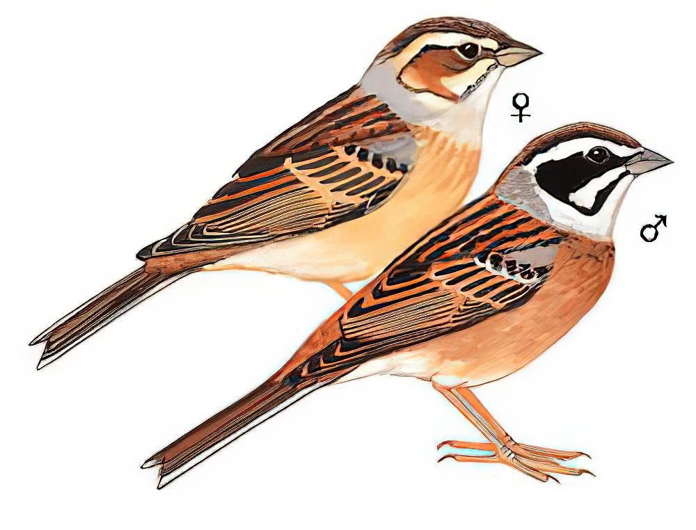 三道眉草鹀 / Meadow Bunting / Emberiza cioides