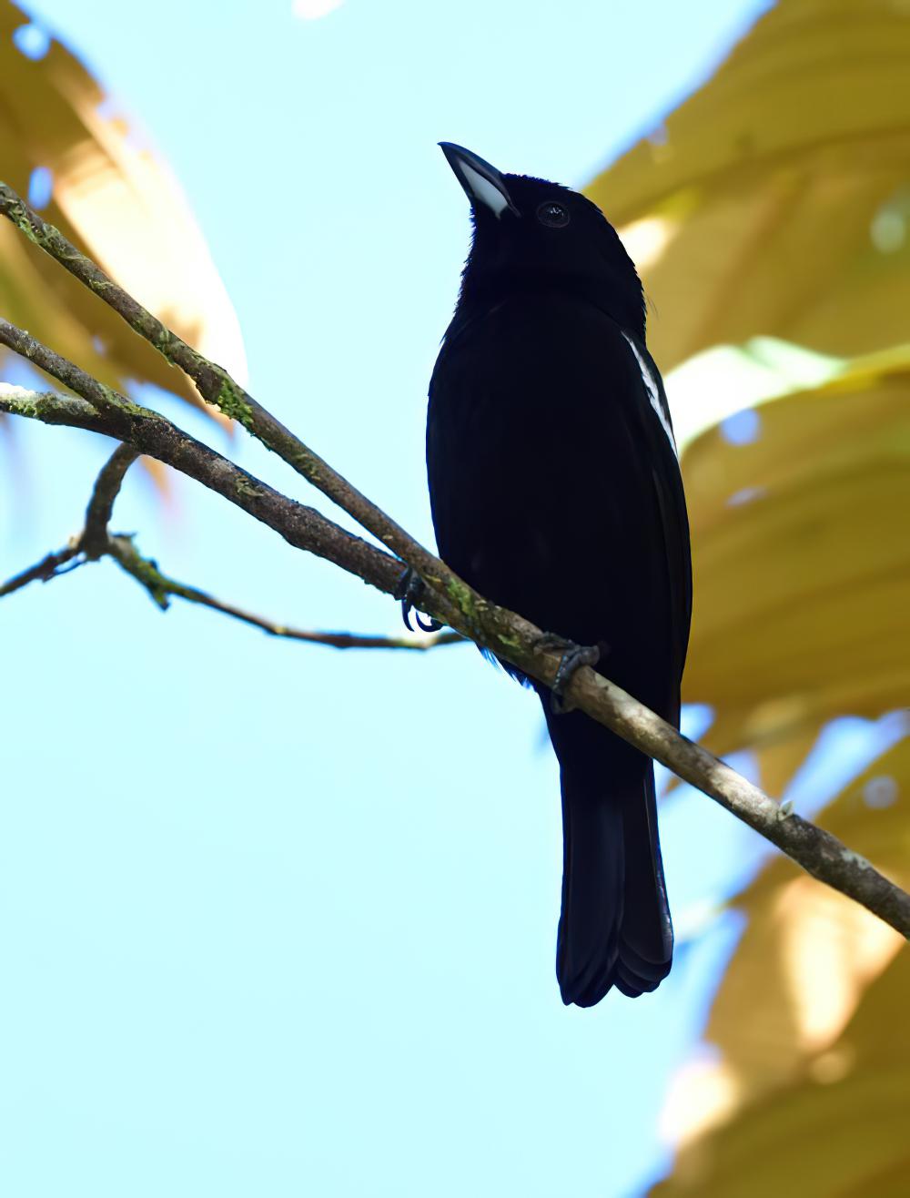 白肩黑唐纳雀 / White-shouldered Tanager / Loriotus luctuosus