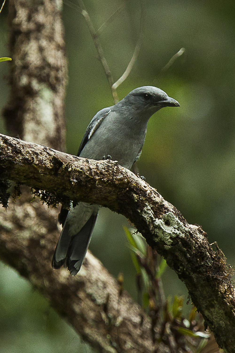 爪哇鹃鵙 / Javan Cuckooshrike / Coracina javensis