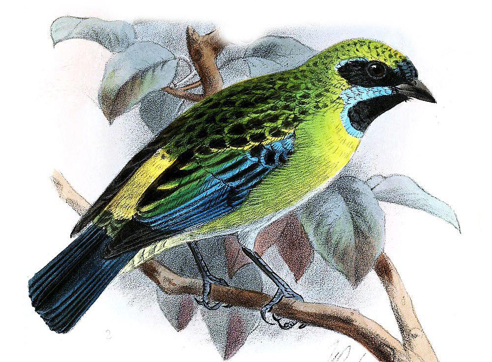 蓝髭唐加拉雀 / Blue-whiskered Tanager / Tangara johannae