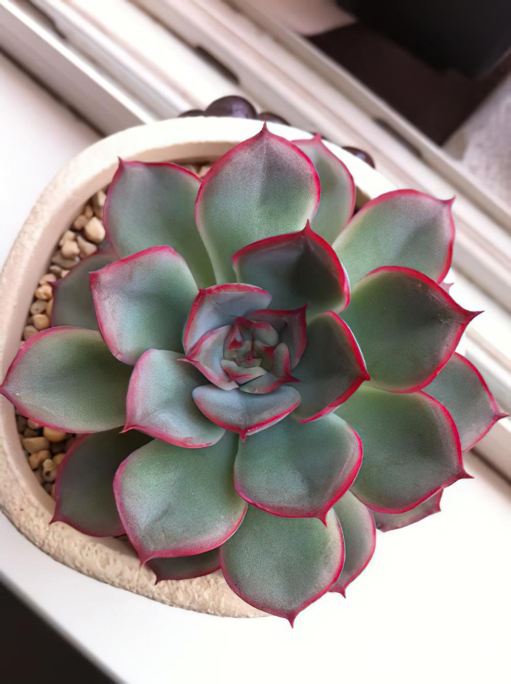 猎户座Echeveria Orion