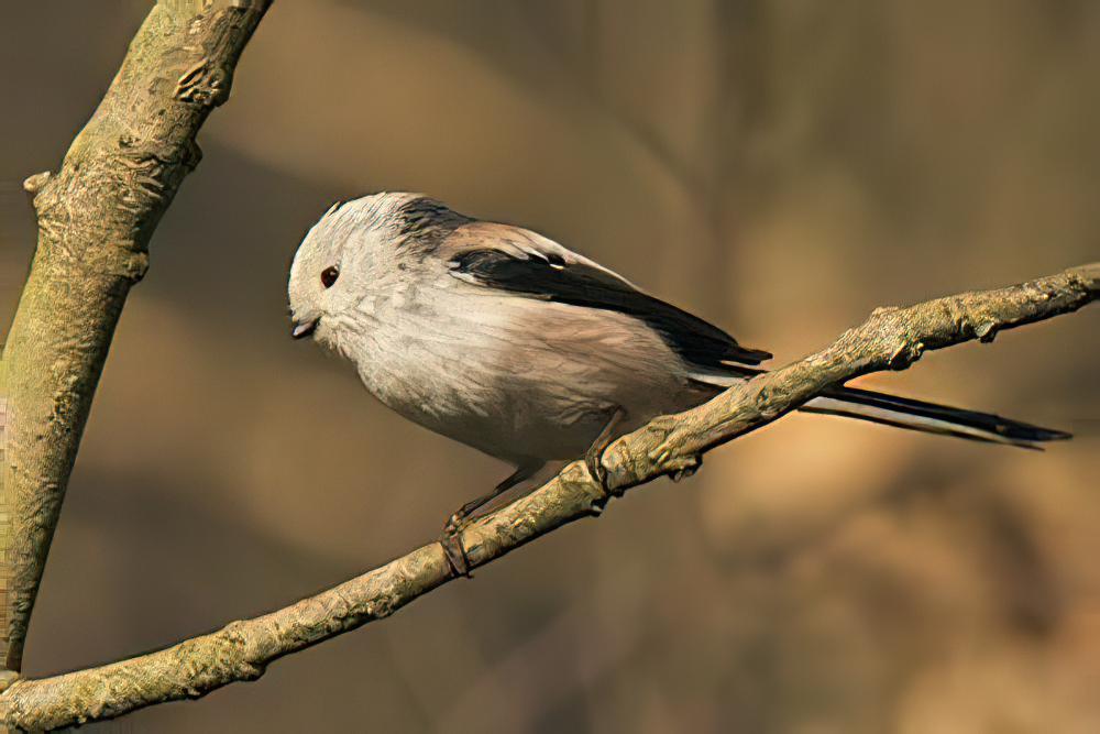 北长尾山雀 / Long-tailed Tit / Aegithalos caudatus