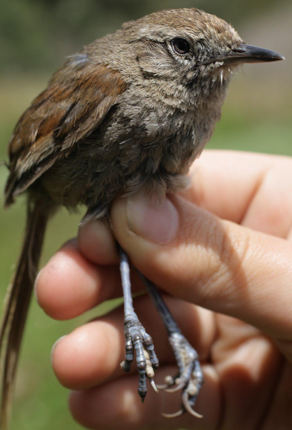 秘鲁棘尾雀 / Perija Thistletail / Asthenes perijana