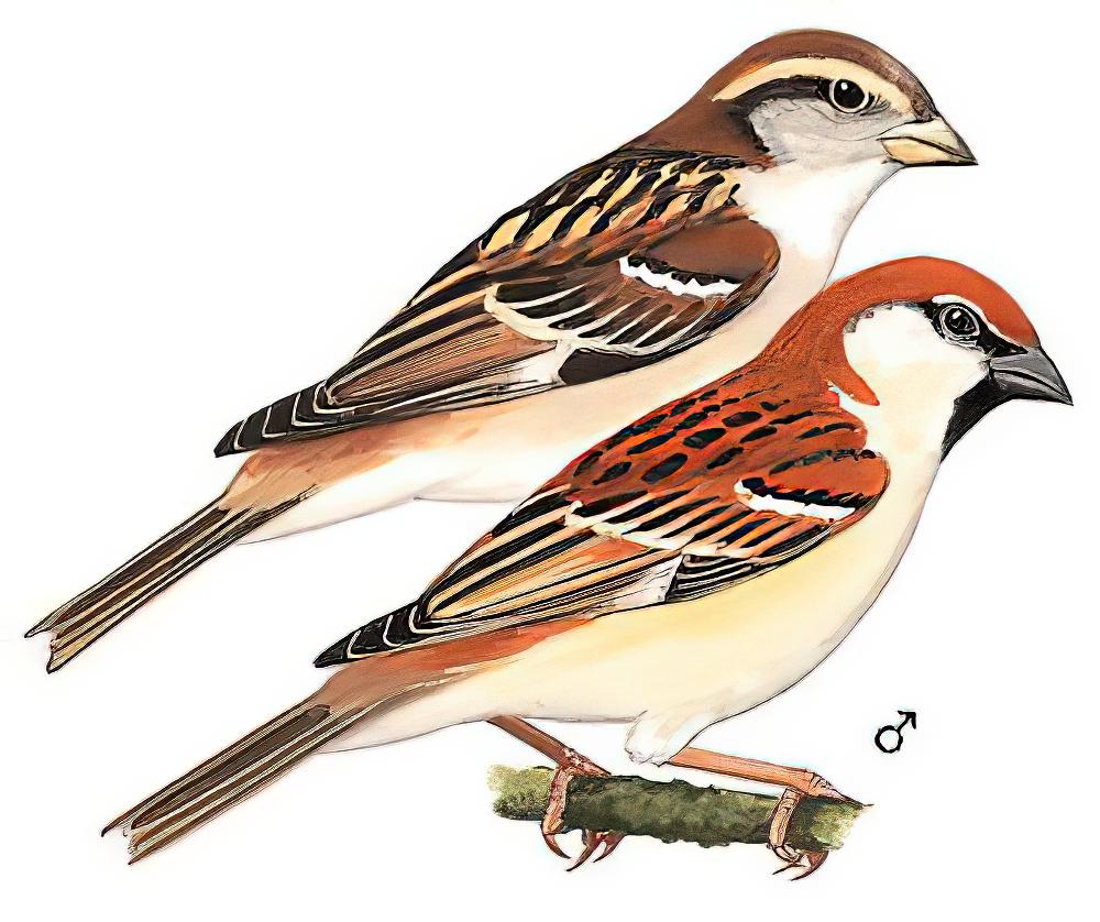 山麻雀 / Russet Sparrow / Passer cinnamomeus