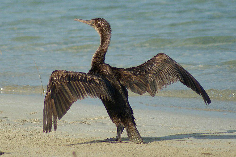 黑喉鸬鹚 / Socotra Cormorant / Phalacrocorax nigrogularis