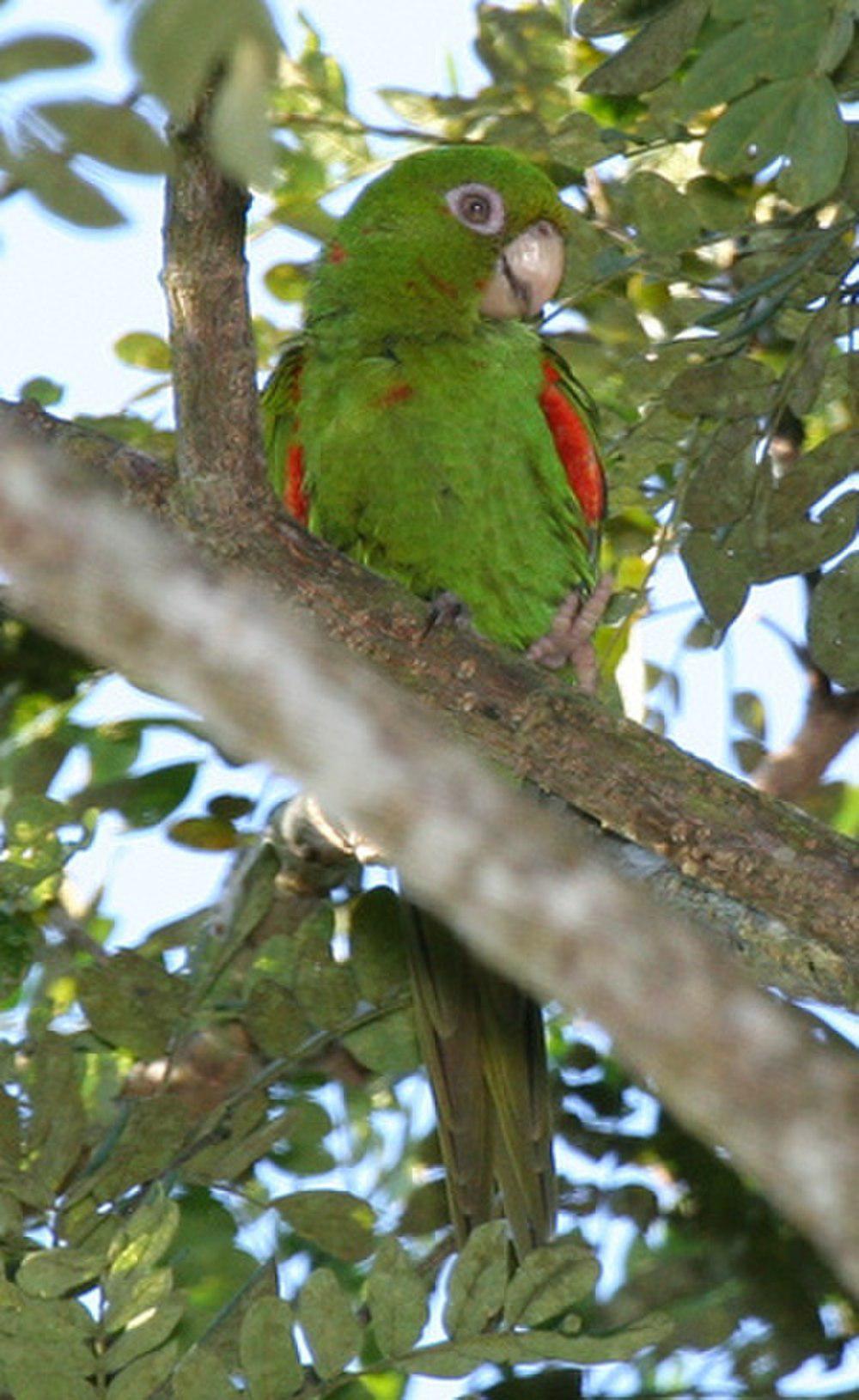 古巴鹦哥 / Cuban Parakeet / Psittacara euops