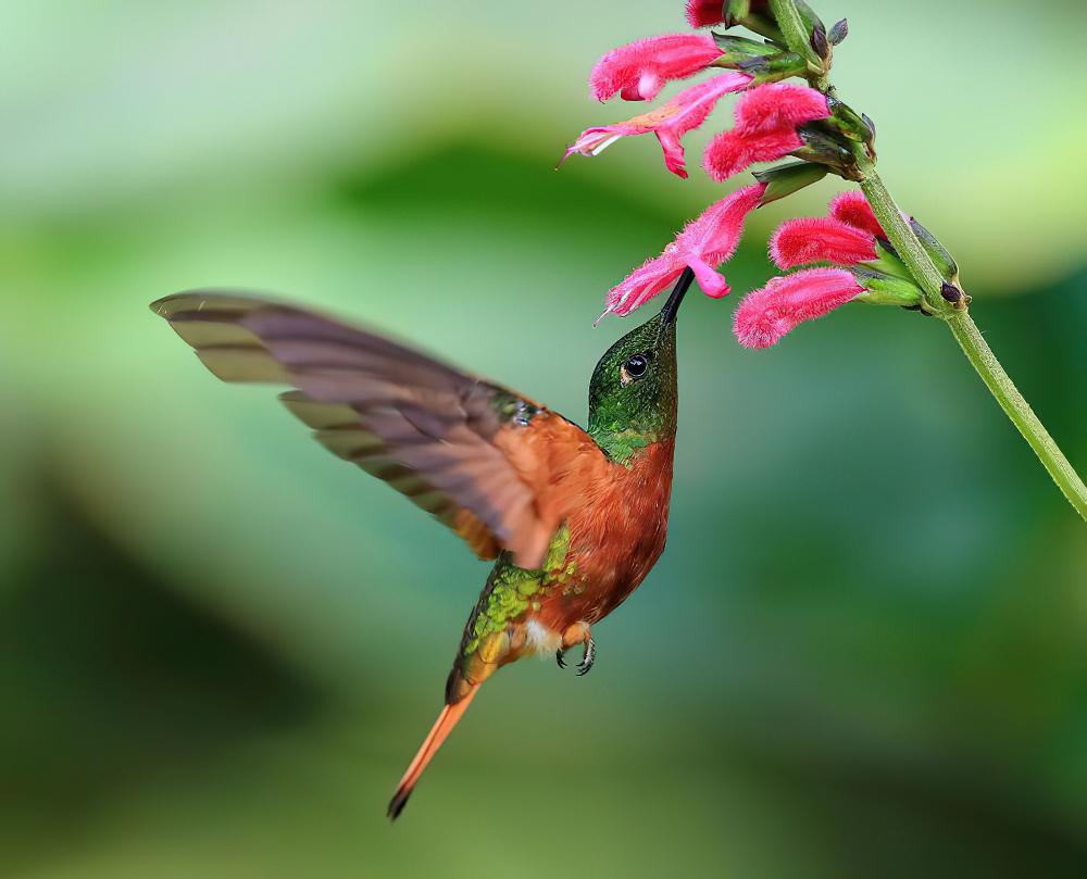 栗胸冕蜂鸟 / Chestnut-breasted Coronet / Boissonneaua matthewsii