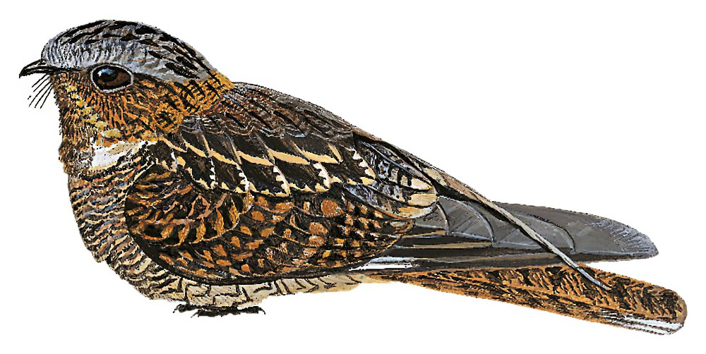 萨氏夜鹰 / Salvadori's Nightjar / Caprimulgus pulchellus