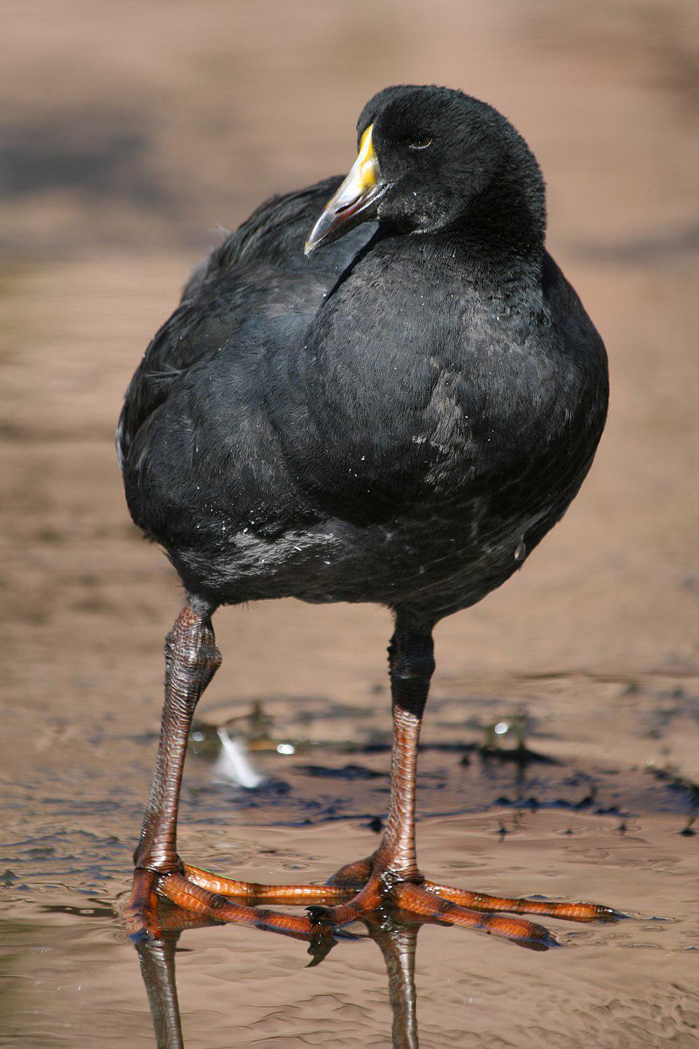 大骨顶 / Giant Coot / Fulica gigantea