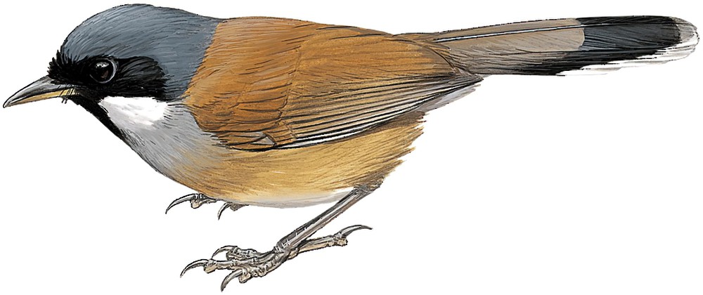 白脸噪鹛 / White-cheeked Laughingthrush / Pterorhinus vassali