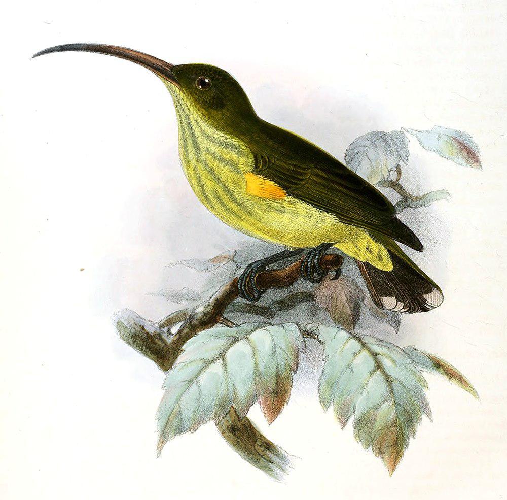 纹胸捕蛛鸟 / Long-billed Spiderhunter / Arachnothera robusta